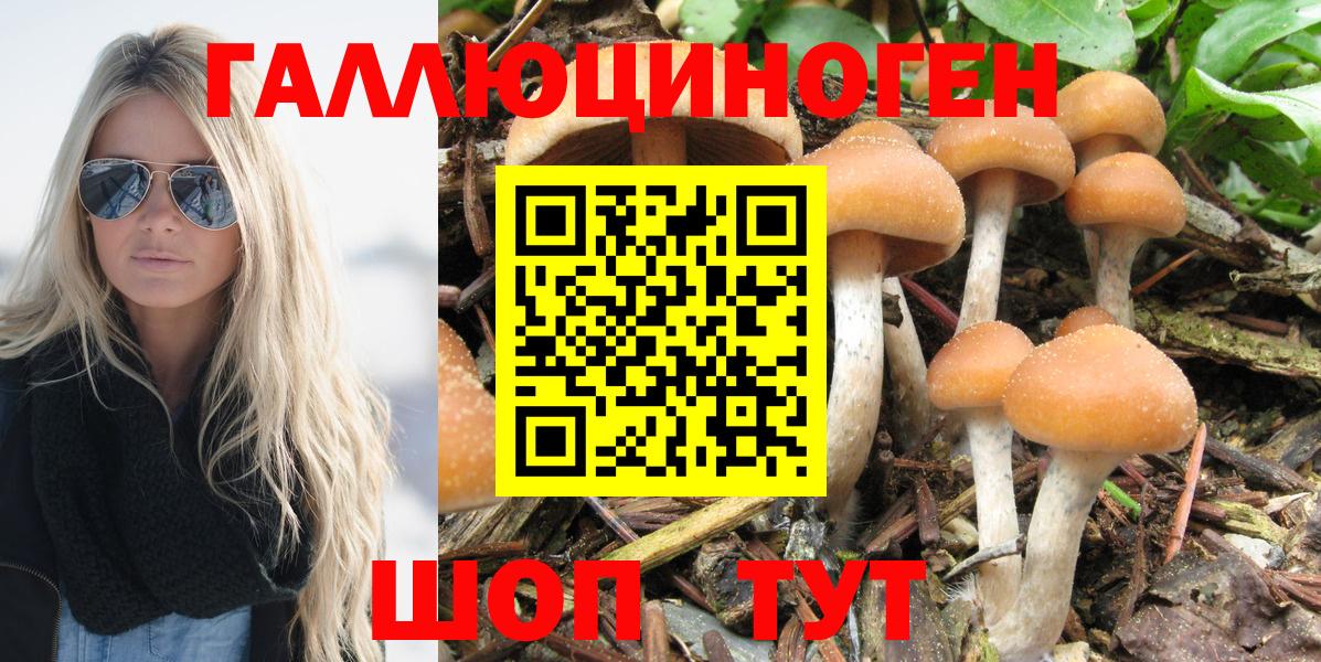Псилоцибиновые грибы Psilocybine cubensis Димитровград